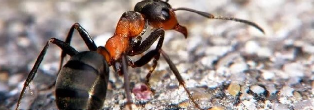 Уничтожение муравьев на даче