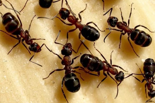 Эффективное уничтожение муравьев