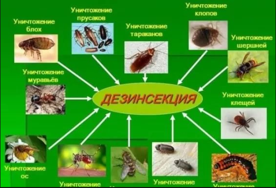 Уничтожение насекомых Дезин24