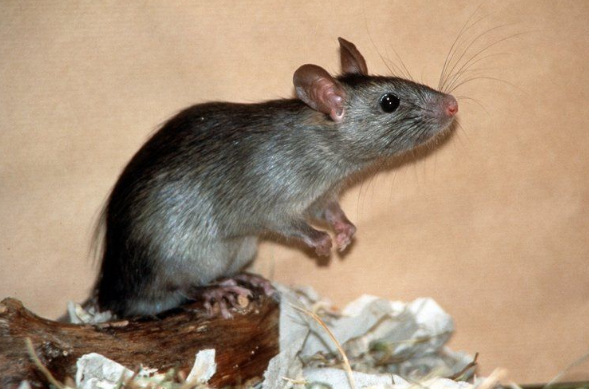 Уничтожение крыс в компании Дезин24